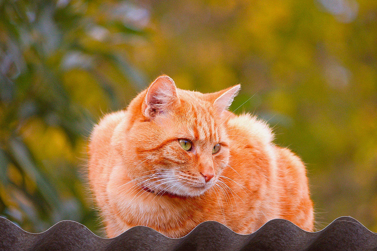 Noocky participe au concours pour gagner de l'argent avec cette photo : british_semi_longhair, carnivore, cat, cymric, domestic_short_haired_cat, european_shorthair, eye, fawn, felidae, fur, grass, kurilian_bobtail, mammal, norwegian_forest_cat, plant, siberian, small_to_medium_sized_cats, tabby_cat, vertebrate, whiskers