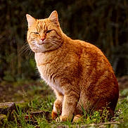 Noocky a rejoint le concours — aidez-le/la à gagner de superbes lots ! cat, ginger_cat, animal, outdoor, grass, nature, feline, pet, sitting, whiskers, fur, portrait, mammal, cute, domestic_animal, eyes, ears, closeup, wildlife, background_blur