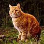 cat, ginger_cat, animal, outdoor, grass, nature, feline, pet, sitting, whiskers, fur, portrait, mammal, cute, domestic_animal, eyes, ears, closeup, wildlife, background_blur