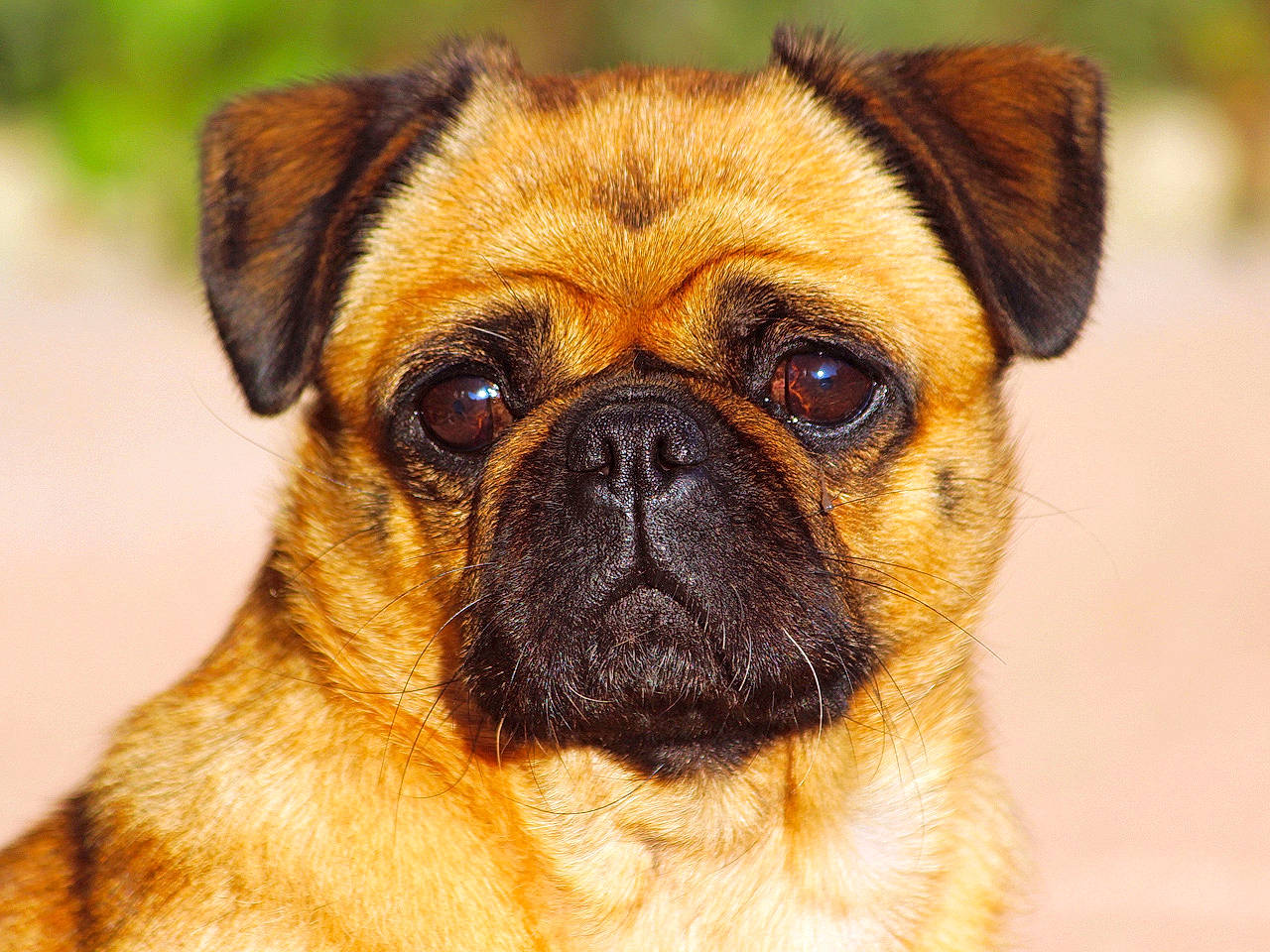 Princesse a rejoint le concours — aidez-le/la à gagner de superbes lots ! ancient_dog_breeds, canidae, carnivore, close_up, companion_dog, dog, dog_breed, ear, eye, fawn, mammal, nose, pug, puppy, snout, sporting_group, toy_dog, vertebrate, whiskers