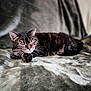 animal, cat, closeup, comfort, cozy, domestic_cat, feline, fur, indoor, nap, peaceful, pet, quiet, relaxed, resting, sleeping, soft_blanket, tabby, warm, whiskers