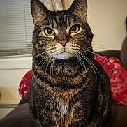 Coona Bear is registered to the contest to win money with this photo: animal, blanket, cat, closeup, couch, curtains, domestic_cat, feline, fur, home, indoor, mammal, pet, portrait, relaxed, sitting, tabby, whiskers, window, yellow_eyes