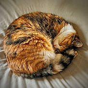 Ginger joined the competition — help win amazing prizes! cat, sleeping, curled_up, fur, multicolored, tabby, pet, cozy, resting, domestic_animal, animal, whiskers, paw, tail, soft_texture, bed, blanket, relaxation, cute, feline