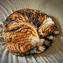 cat, sleeping, curled_up, fur, multicolored, tabby, pet, cozy, resting, domestic_animal, animal, whiskers, paw, tail, soft_texture, bed, blanket, relaxation, cute, feline