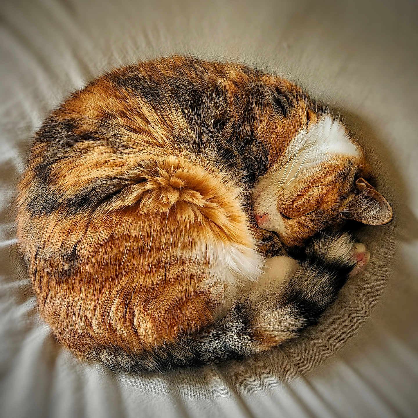 Ginger joined the competition — help win amazing prizes! animal, bed, blanket, cat, cozy, curled_up, cute, domestic_animal, feline, fur, multicolored, paw, pet, relaxation, resting, sleeping, soft_texture, tabby, tail, whiskers