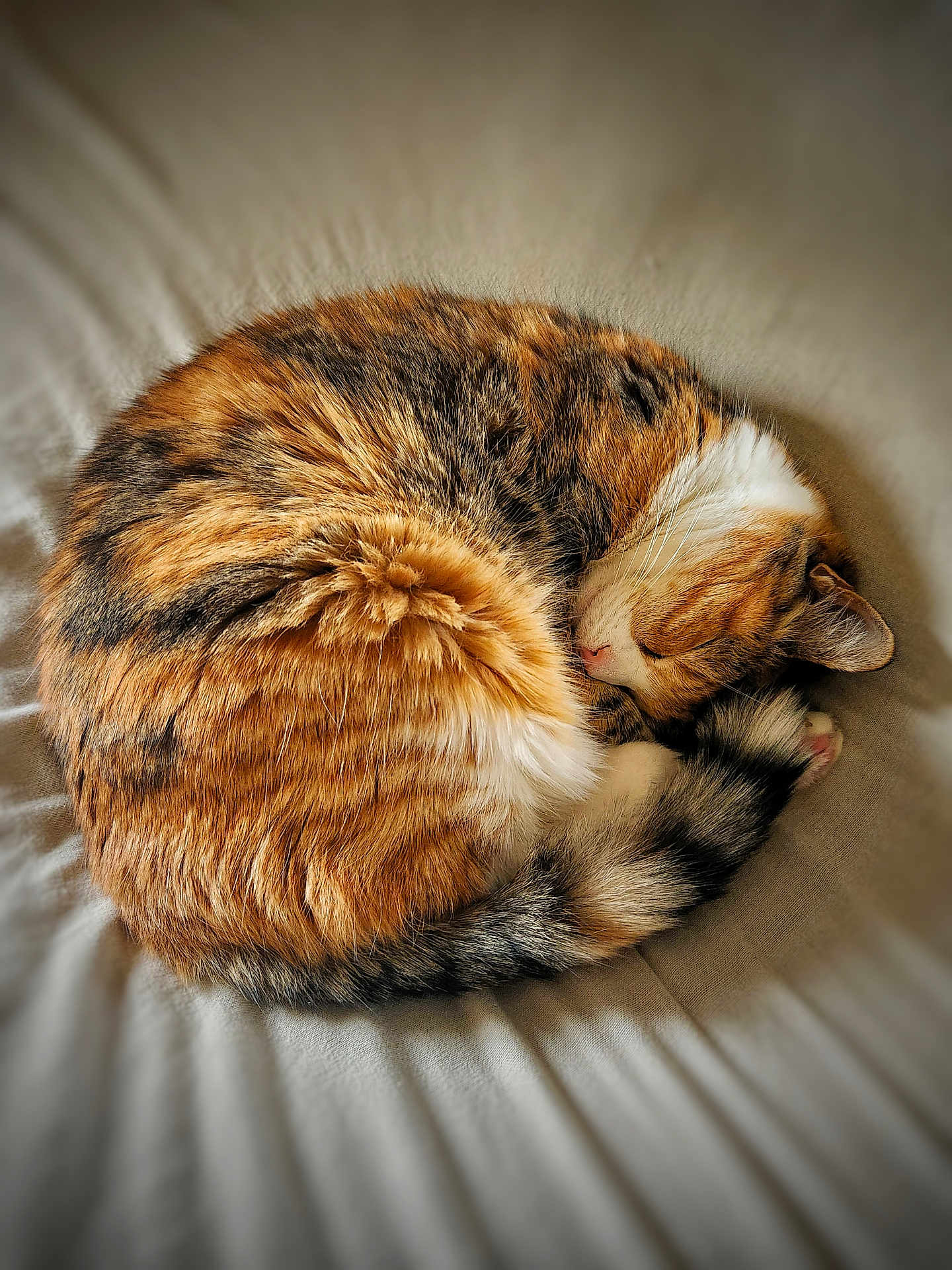Ginger joined the competition — help win amazing prizes! cat, sleeping, curled_up, fur, multicolored, tabby, pet, cozy, resting, domestic_animal, animal, whiskers, paw, tail, soft_texture, bed, blanket, relaxation, cute, feline