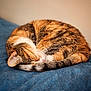 Ginger joined the competition — help win amazing prizes! animal, blanket, cat, cozy, curled_up, cute, domestic_animal, feline, fur, indoor, nap, peaceful, pet, relaxation, resting, sleeping, soft, tabby, tail, whiskers