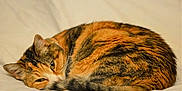 Ginger is registered to the contest to win money with this photo: animal, blanket, calico, cat, closeup, cozy, cute, domestic, feline, fur, indoor, mammal, nap, pet, relaxed, resting, sleeping, soft, tail, whiskers