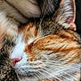Ginger joined the competition — help win amazing prizes! animal, calm, cat, close_up, cozy, cute, domestic_cat, face, fur, mammal, orange, pet, pink_nose, relaxation, resting, sleeping, soft_light, tabby, whiskers, white