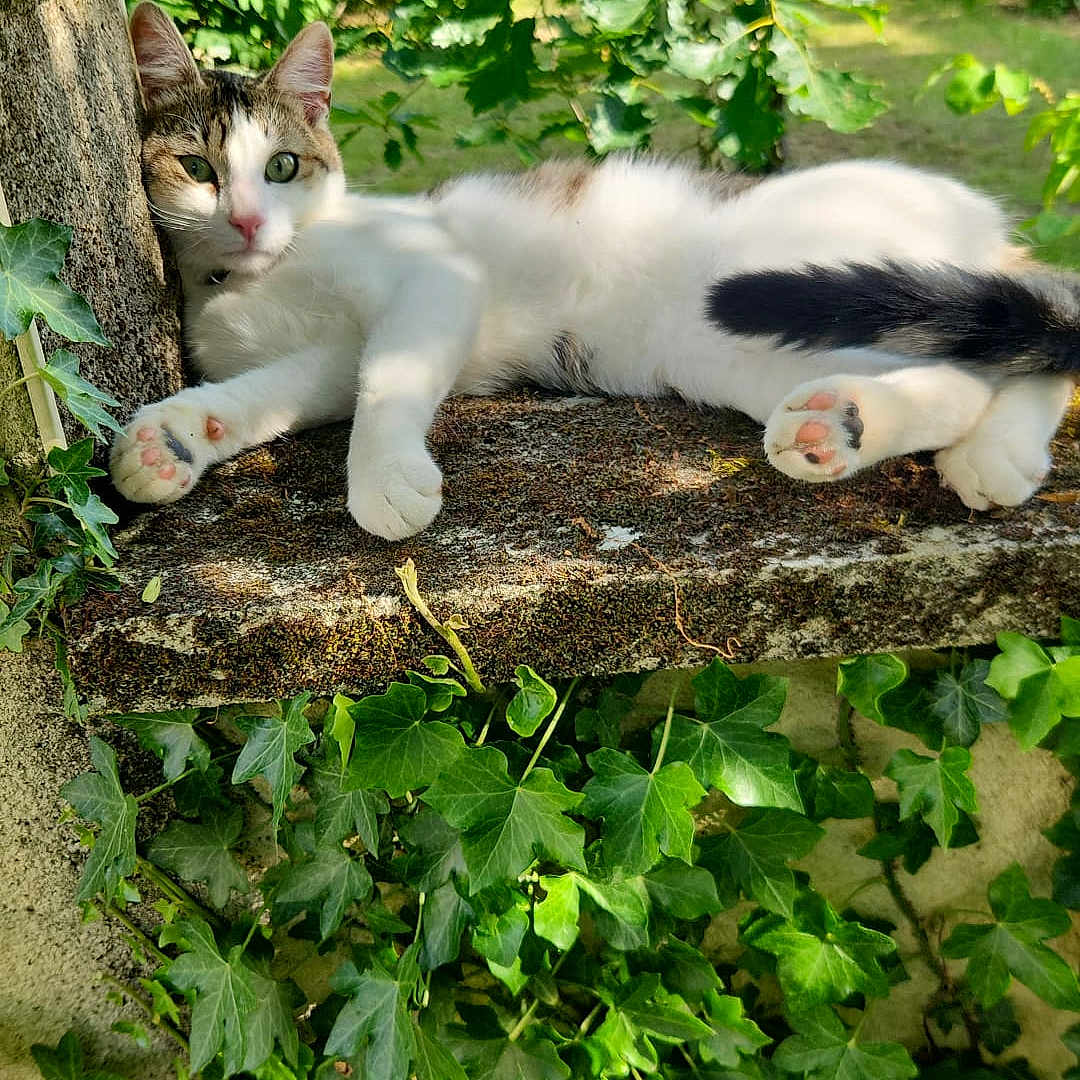 Coton participe au concours pour gagner de l'argent avec cette photo : animal, cat, curious, feline, flora, garden, green, ivy, leaf, moss, nature, outdoor, paw, peaceful, pet, relaxing, resting, stone, sunlight, whiskers