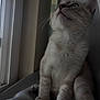 Mitski joined the competition — help win amazing prizes! cat, kitten, blue_eyes, fur, whiskers, sitting, window, natural_light, indoor, cozy, curious, close_up, pet, animal, feline, soft, paws, looking_up, domestic, cute