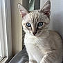 Mitski is registered to the contest to win money with this photo: kitten, cat, blue_eyes, paw, window, indoor, curious, feline, pet, young_animal, whiskers, soft_fur, light, closeup, portrait, animal, cute, domestic_cat, sitting, alert