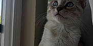 Mitski is registered to the contest to win money with this photo: cat, kitten, blue_eyes, indoor, window, curious, pet, feline, whiskers, fur, sitting, young_animal, cute, domestic_animal, portrait, natural_light, cozy, looking_up, gray, soft_light