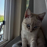 Mitski is registered to the contest to win money with this photo: cat, kitten, blue_eyes, window, indoor, soft_light, curious, fur, pet, animal, sitting, close_up, domestic_animal, whiskers, paws, young, cute, natural_light, cozy, gentle