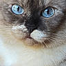 cat, blue_eyes, close_up, portrait, feline, fur, fluffy, cream_fur, brown_fur, whiskers, nose, muzzle, staring, indoor, pet, animal, symmetrical, detailed, photography, serious_expression