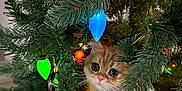Bean joined the competition — help win amazing prizes! kitten, cat, christmas_tree, christmas_lights, ornament, greenery, holiday, festive, decorations, cute, pet, animal, indoor, curious, colorful, small, fur, whiskers, eyes, pine_needles