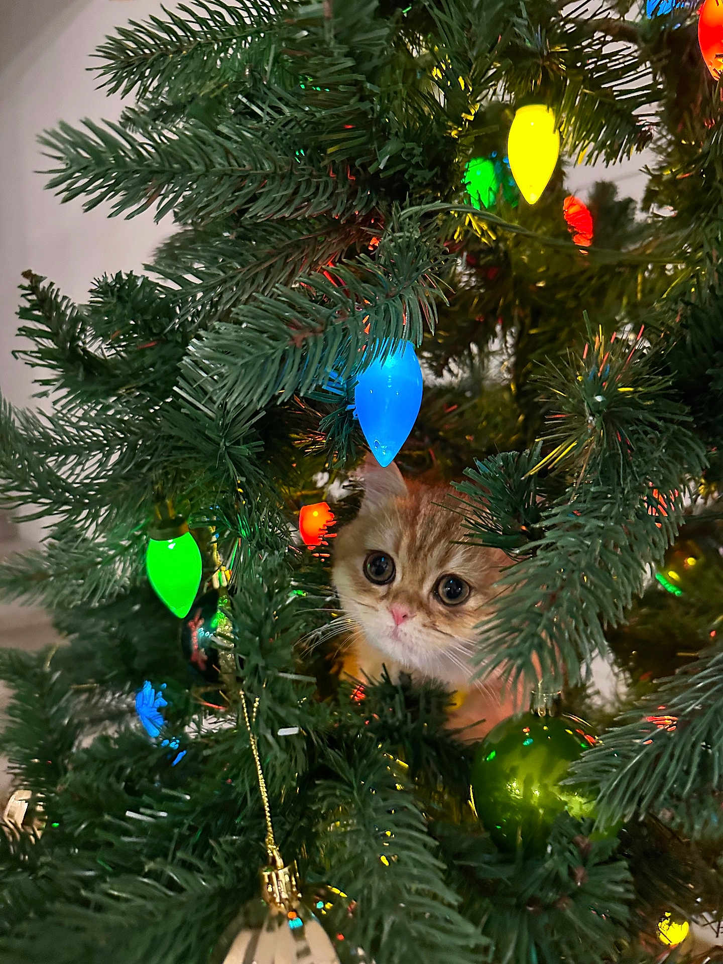Bean joined the competition — help win amazing prizes! kitten, cat, christmas_tree, christmas_lights, ornament, greenery, holiday, festive, decorations, cute, pet, animal, indoor, curious, colorful, small, fur, whiskers, eyes, pine_needles