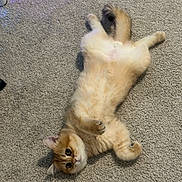 Bean is registered to the contest to win money with this photo: cat, fluffy, carpet, lying_down, pet, cute, animal, feline, relaxed, indoor, mammal, whiskers, fur, playful, young, domestic, paws, tail, ears, eyes