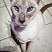 Filou participe au concours pour gagner de l'argent avec cette photo : cat, siamese_cat, blue_eyes, pet, animal, feline, sitting, looking_up, indoor, floor_tiles, shadow, whiskers, ears, face, close_up, domestic_cat, fur, cute, curious, mammal