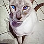 cat, siamese_cat, blue_eyes, pet, animal, feline, sitting, looking_up, indoor, floor_tiles, shadow, whiskers, ears, face, close_up, domestic_cat, fur, cute, curious, mammal