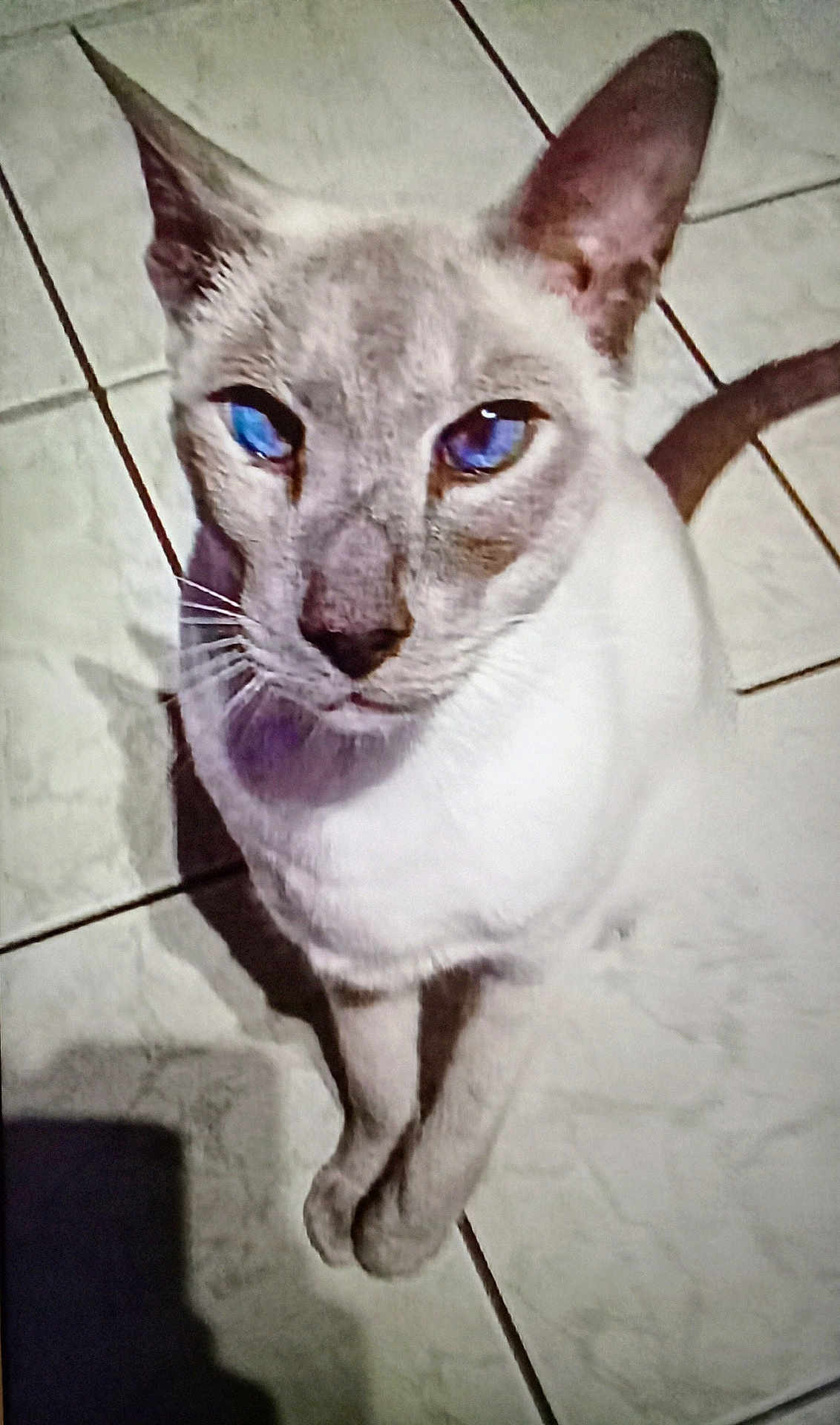 Filou participe au concours pour gagner de l'argent avec cette photo : cat, siamese_cat, blue_eyes, pet, animal, feline, sitting, looking_up, indoor, floor_tiles, shadow, whiskers, ears, face, close_up, domestic_cat, fur, cute, curious, mammal
