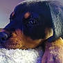 puppy, rottweiler, dog, close_up, resting, carpet, fur, black, tan, sleepy, pet, animal, cute, soft, indoor, head, paw, whiskers, young, portrait
