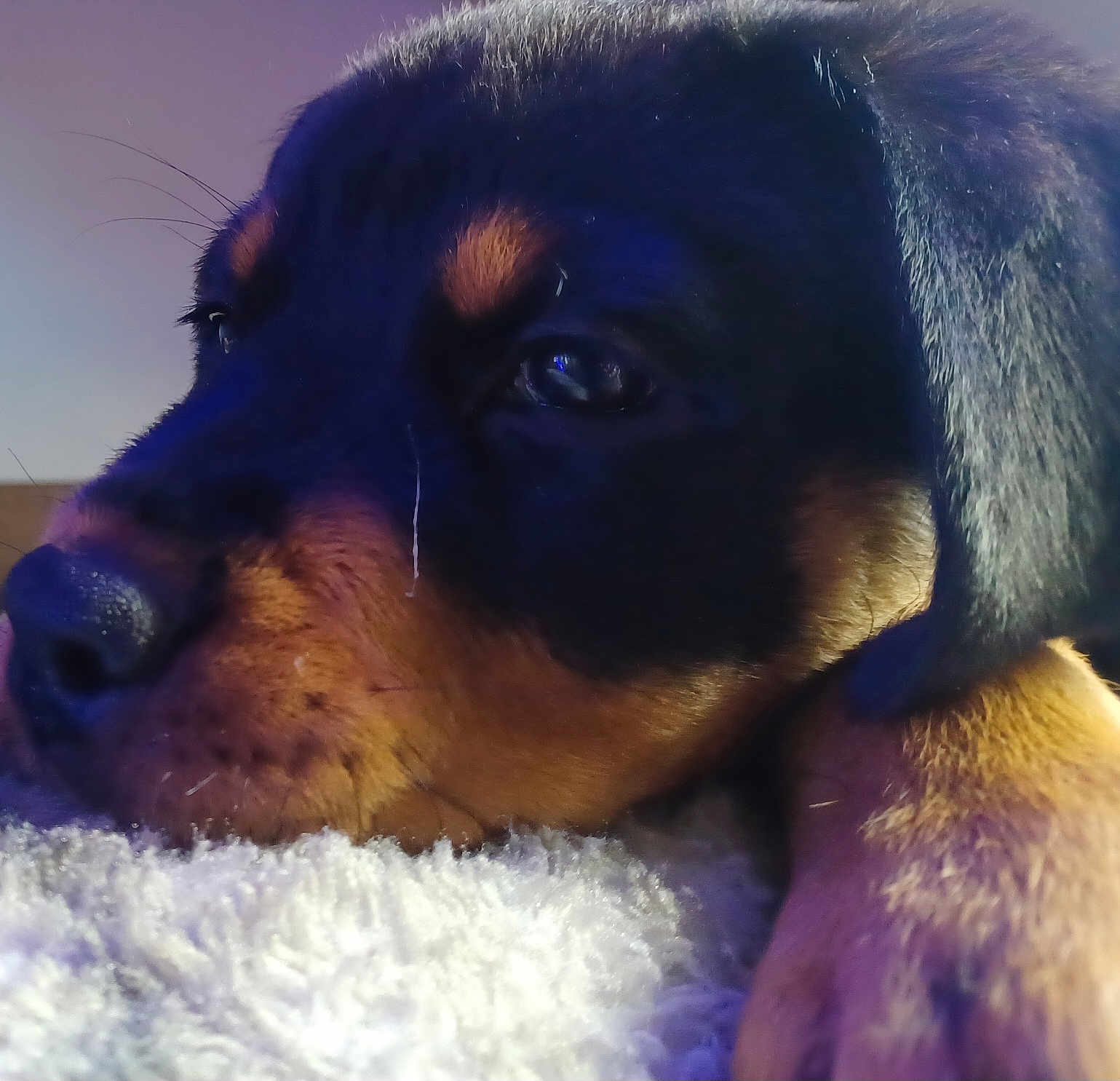 Layla is registered to the contest to win money with this photo: puppy, rottweiler, dog, close_up, resting, carpet, fur, black, tan, sleepy, pet, animal, cute, soft, indoor, head, paw, whiskers, young, portrait