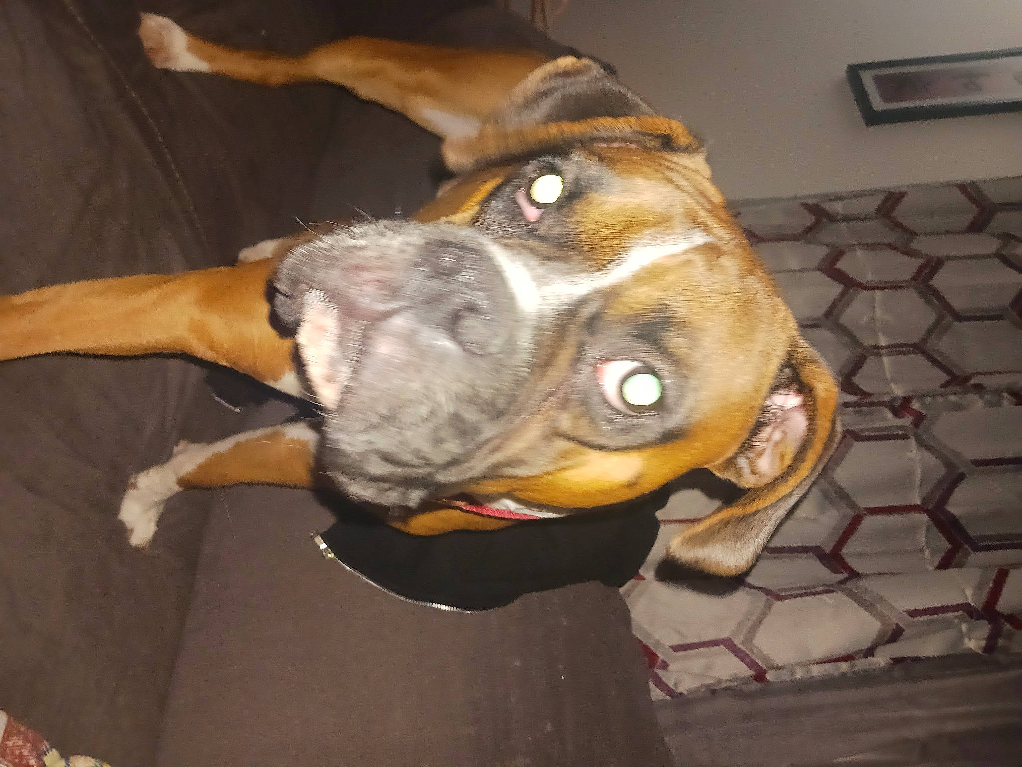 Scooby Doo joined the competition — help win amazing prizes! boxer, canidae, carnivore, collar, companion_dog, dog, dog_breed, dog_collar, ear, fawn, fur, guard_dog, liver, pet_supply, snout, sporting_group, whiskers, working_animal, working_dog, wrinkle