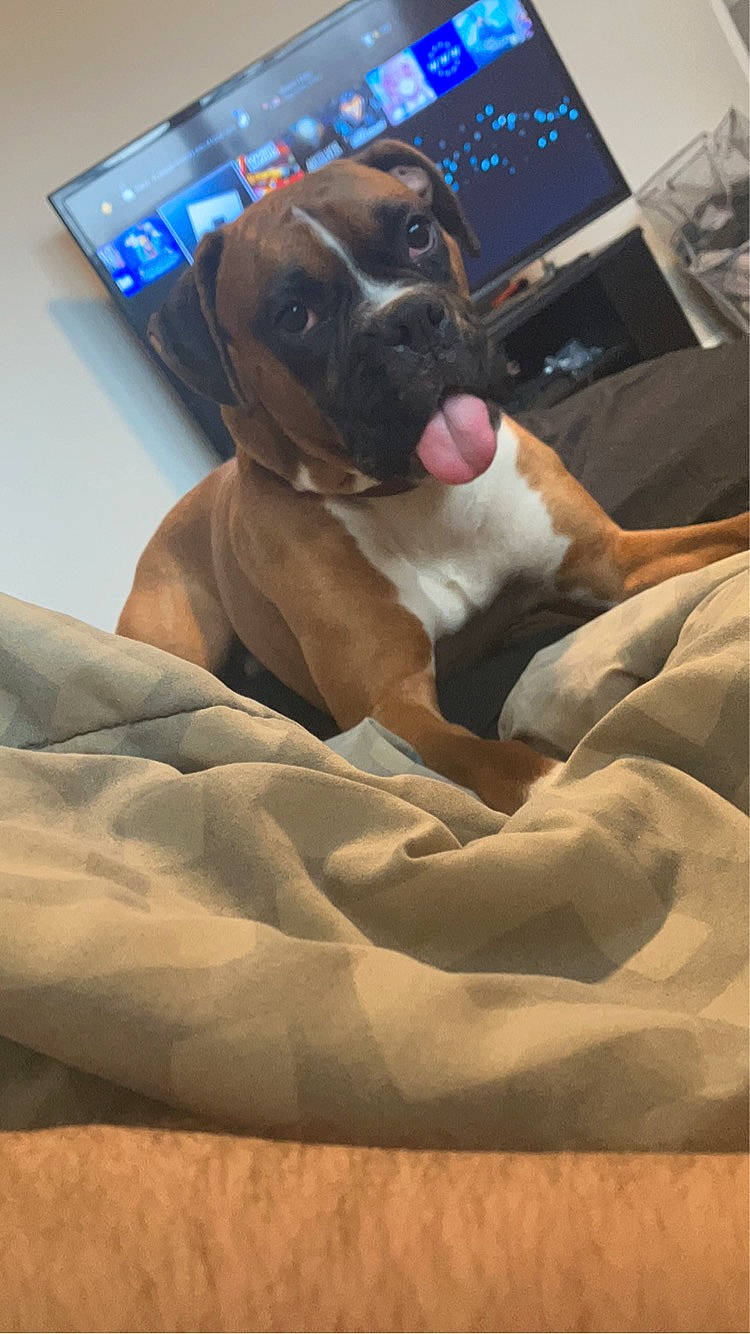 Scooby Doo is registered to the contest to win money with this photo: bed, canidae, carnivore, comfort, companion_dog, couch, dog, dog_breed, duvet, fawn, fur, guard_dog, linens, liver, room, selfie, snout, sporting_group, whiskers, working_animal