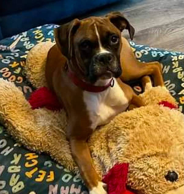 Scooby Doo is registered to the contest to win money with this photo: boxer, carnivore, collar, comfort, companion_dog, couch, dog, dog_breed, dog_collar, dog_supply, fawn, flooring, linens, paw, pet_supply, sporting_group, tail, toy_dog, whiskers, working_animal
