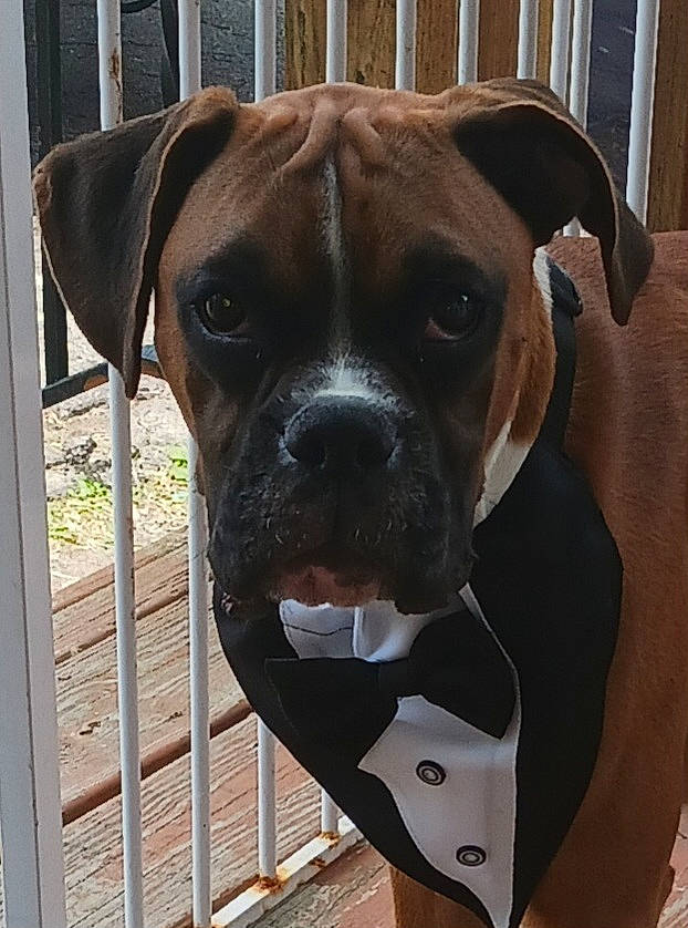 Scooby Doo joined the competition — help win amazing prizes! boxer, canidae, carnivore, collar, companion_dog, dog, dog_breed, dog_collar, dog_supply, fawn, fence, guard_dog, liver, non_sporting_group, pet_supply, snout, sporting_group, whiskers, working_animal, working_dog