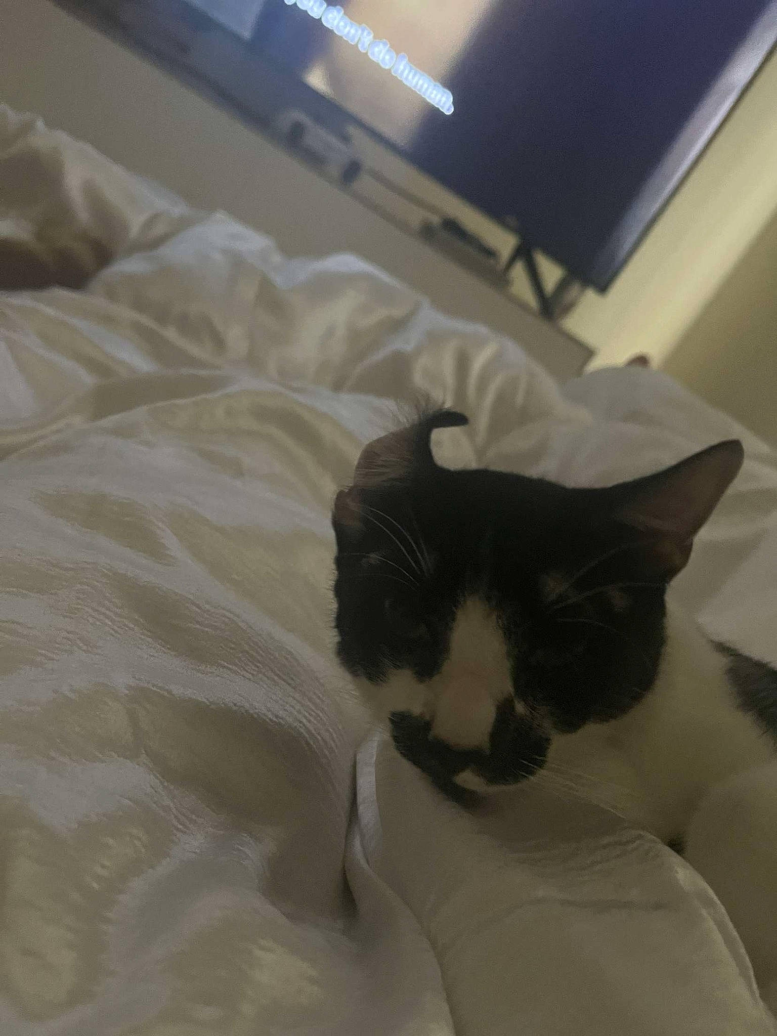 Barry joined the competition — help win amazing prizes! bed, bed_sheet, bedding, carnivore, cat, comfort, domestic_short_haired_cat, duvet, felidae, flooring, fur, hardwood, linens, picture_frame, room, small_to_medium_sized_cats, snout, tail, television, whiskers