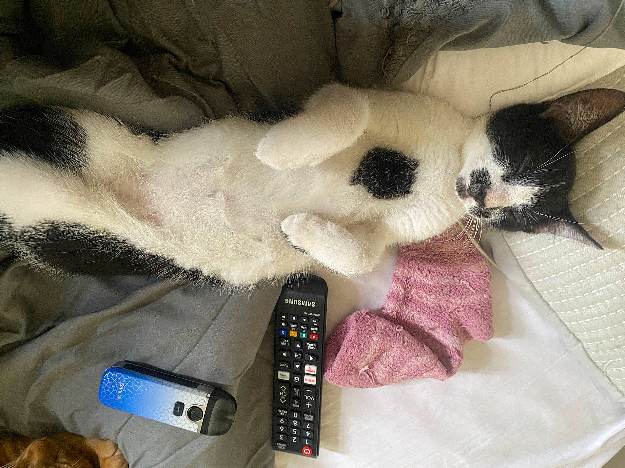 Barry is registered to the contest to win money with this photo: carnivore, cat, comfort, communication_device, companion_dog, dog_breed, domestic_short_haired_cat, fawn, felidae, fur, mobile_phone, paw, portable_communications_device, small_to_medium_sized_cats, snout, tail, telephone, telephony, thai, whiskers