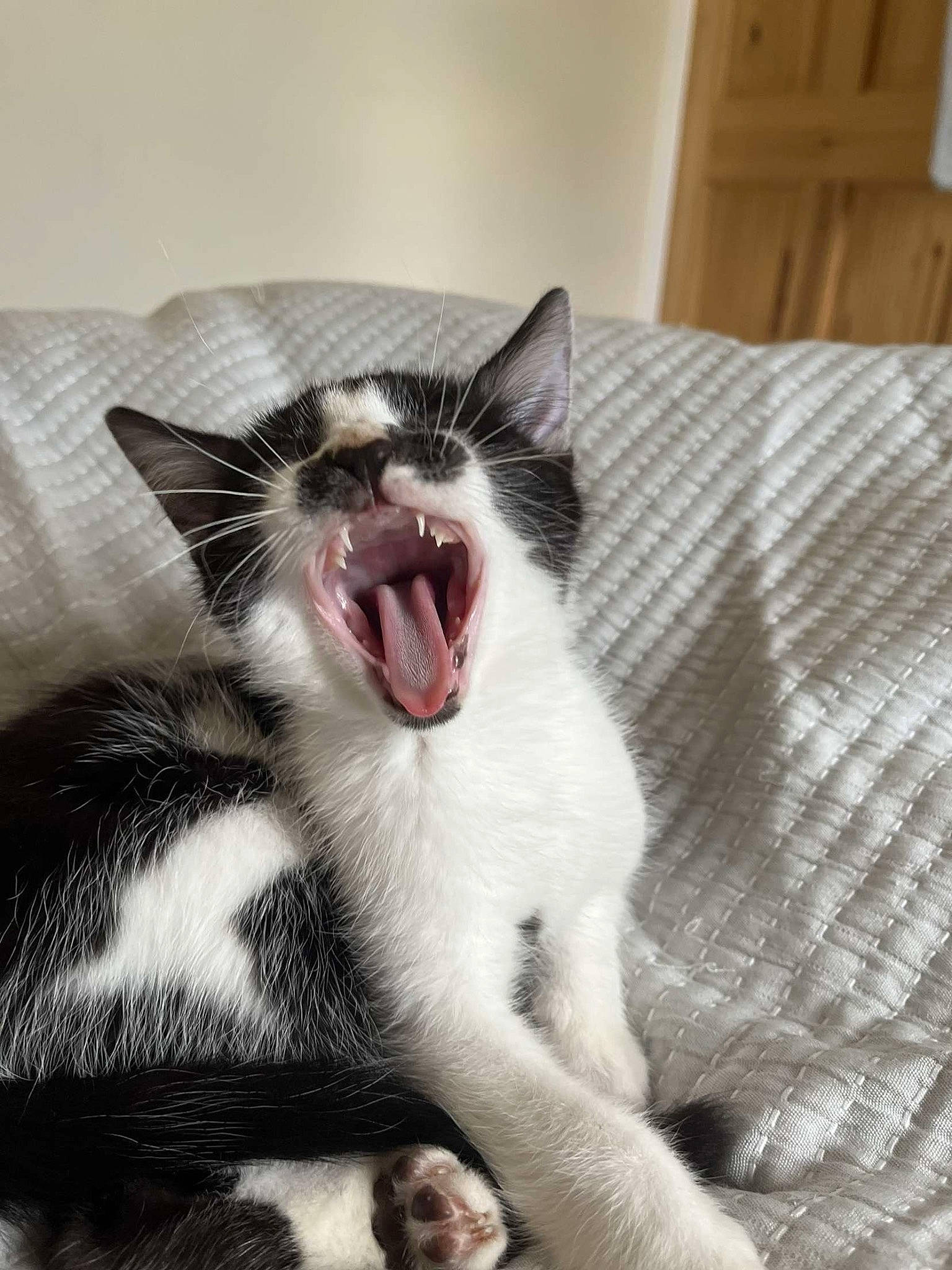 Barry is registered to the contest to win money with this photo: carnivore, cat, comfort, domestic_short_haired_cat, fang, felidae, foot, fur, hardwood, liquid, paw, small_to_medium_sized_cats, snout, terrestrial_animal, whiskers, wood, yawn