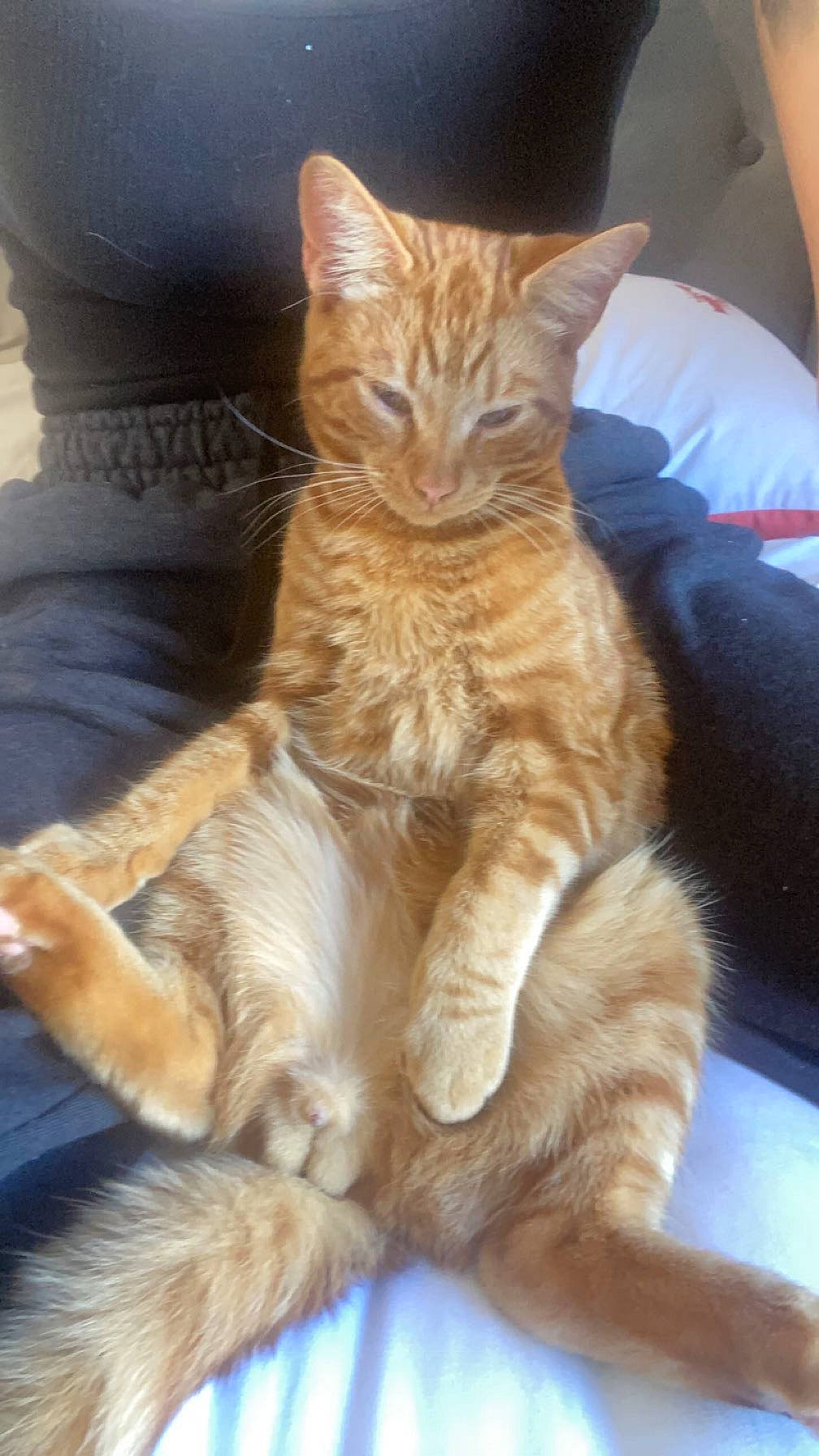 Biscuit joined the competition — help win amazing prizes! carnivore, cat, claw, comfort, domestic_short_haired_cat, fawn, felidae, fur, paw, sitting, small_to_medium_sized_cats, snout, tail, whiskers