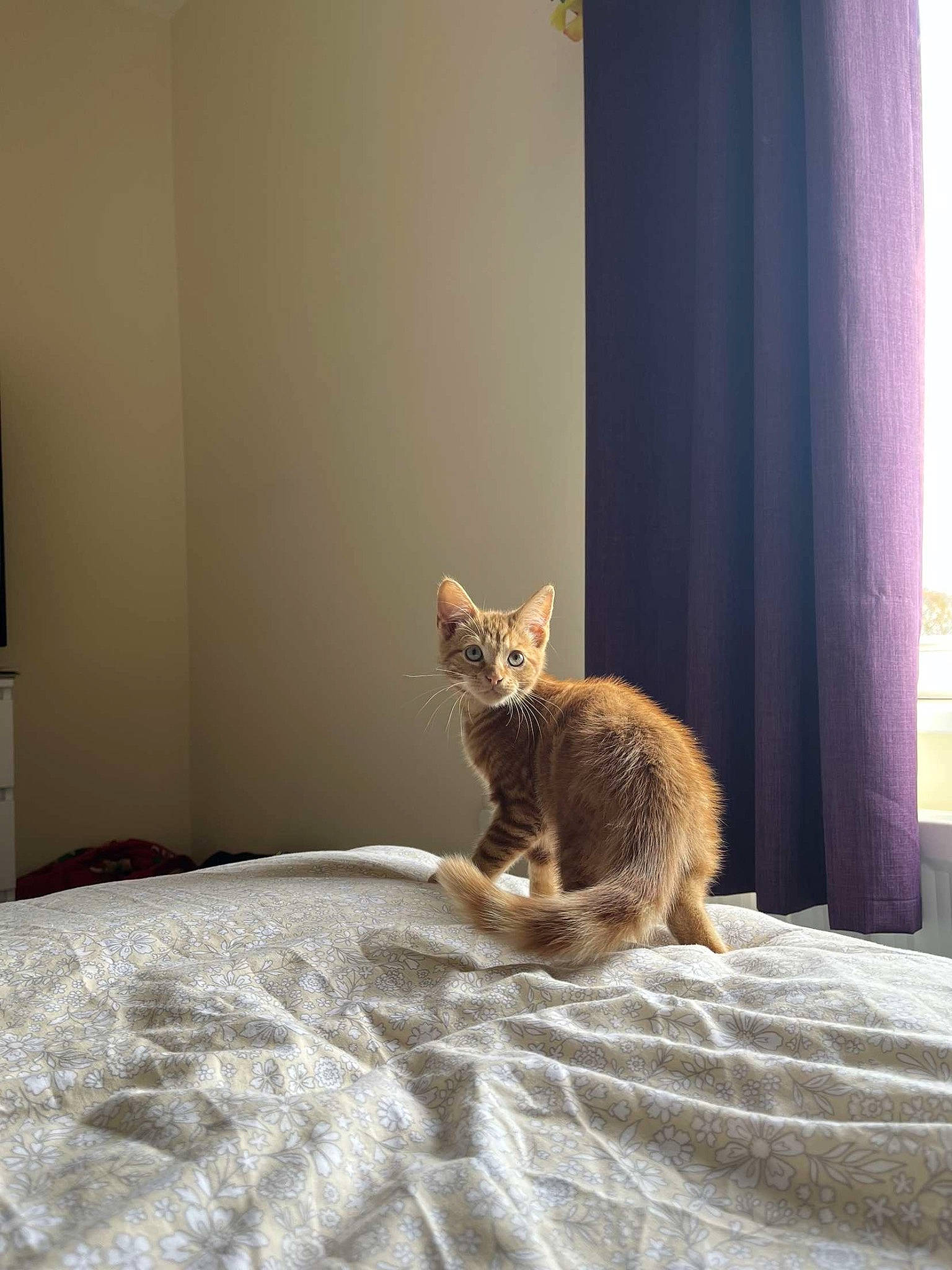 Biscuit is registered to the contest to win money with this photo: bed, bedding, carnivore, cat, comfort, curtain, domestic_short_haired_cat, fawn, felidae, flooring, fur, grey, hardwood, linens, room, small_to_medium_sized_cats, tail, whiskers, window, wood