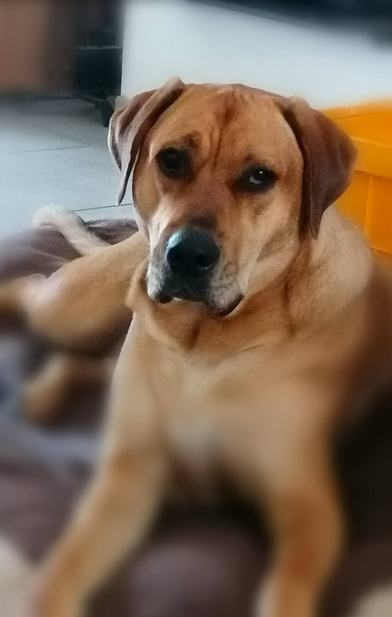 Tyron a rejoint le concours — aidez-le/la à gagner de superbes lots ! ancient_dog_breeds, canidae, carnivore, companion_dog, dog, dog_breed, fawn, fur, guard_dog, hunting_dog, paw, puppy, snout, sporting_group, whiskers, working_animal, working_dog