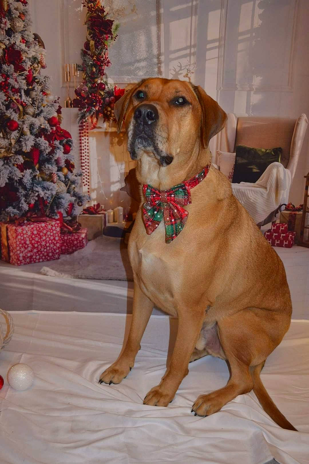 Tyron participe au concours pour gagner de l'argent avec cette photo : canidae, carnivore, chair, christmas_tree, collar, companion_dog, dog, dog_breed, dog_collar, dog_supply, event, fawn, gun_dog, holiday, hound, liver, pet_supply, snout, sporting_group, working_animal