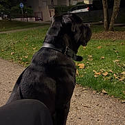 Demos participe au concours pour gagner de l'argent avec cette photo : animal, black_dog, building, car, collar, dark, dog, grass, leash, nature, night, outdoor, park, pathway, pet, quiet, shadow, sidewalk, tree, urban