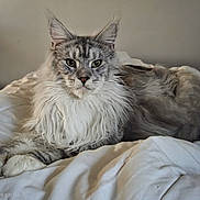 Aslan a rejoint le concours — aidez-le/la à gagner de superbes lots ! cat, long_hair, pet, feline, bed, white_bedspread, indoor, relaxed, fluffy, animal, resting, cute, domestic, mammal, whiskers, paws, ears, fur, laying, portrait