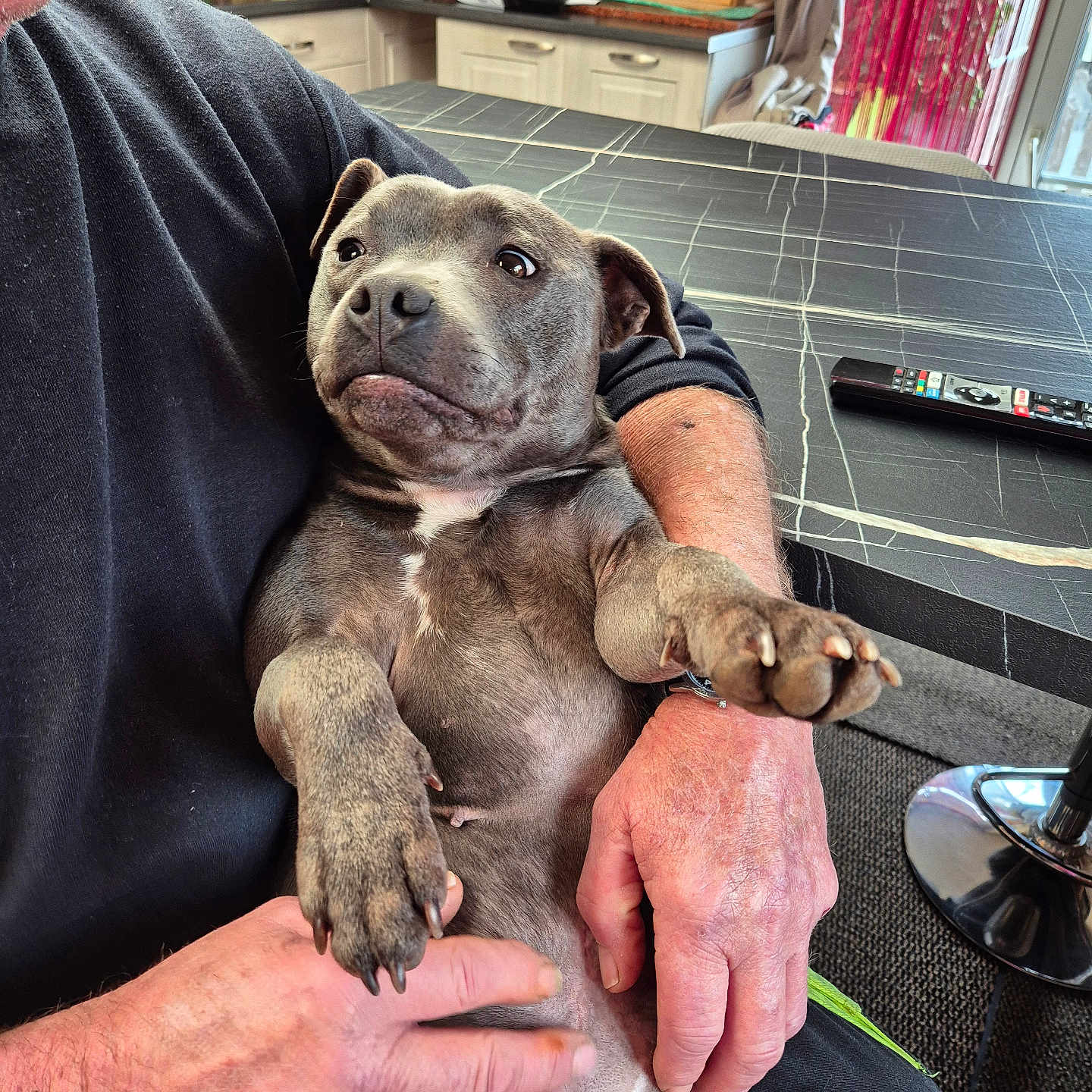 Topaze participe au concours pour gagner de l'argent avec cette photo : adult, animal, bodypart, bulldog, canine, dog, face, finger, hand, head, hound, indoors, interiordesign, male, man, person, pet, photography, pitbull, puppy