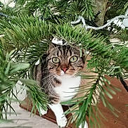 Sweety participe au concours pour gagner de l'argent avec cette photo : cat, tabby_cat, christmas_tree, greenery, curious, pet, indoor, plant, wood_floor, whiskers, close_up, animal, feline, eyes, paws, houseplant, branches, decor, holiday, nature