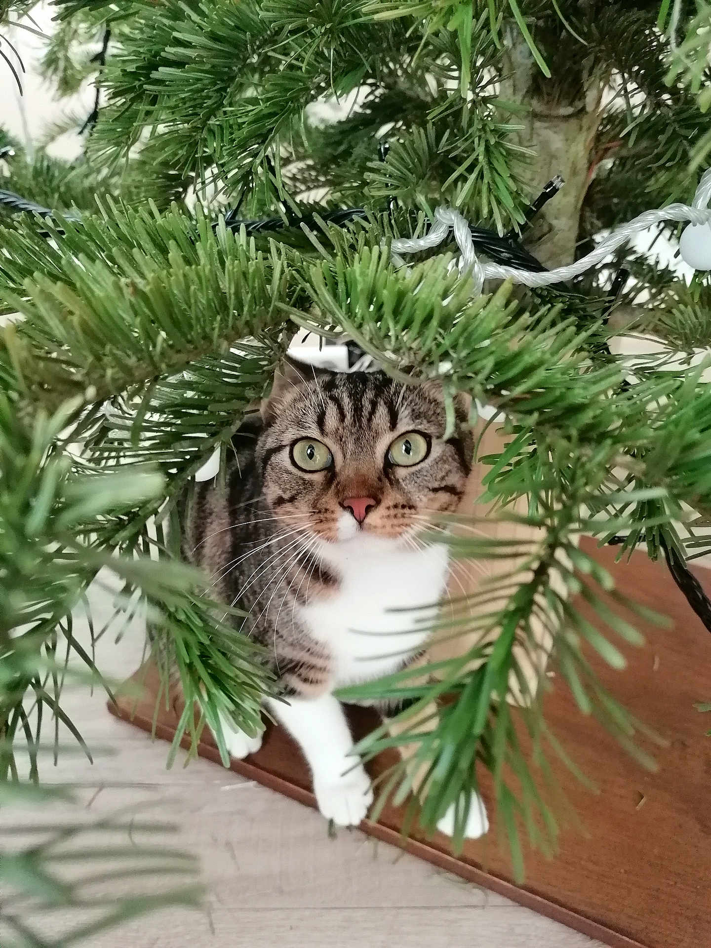 Sweety participe au concours pour gagner de l'argent avec cette photo : cat, tabby_cat, christmas_tree, greenery, curious, pet, indoor, plant, wood_floor, whiskers, close_up, animal, feline, eyes, paws, houseplant, branches, decor, holiday, nature