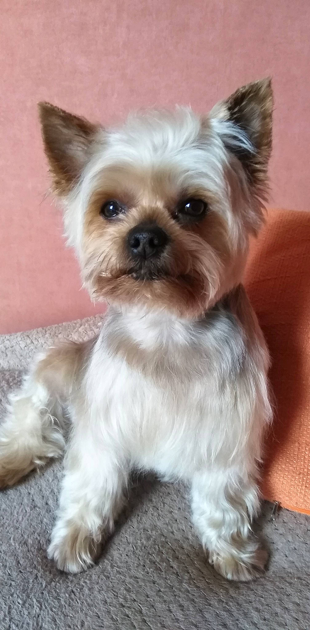 Fizz participe au concours pour gagner de l'argent avec cette photo : canidae, carnivore, collar, companion_dog, dog, dog_breed, dog_collar, dog_supply, ear, fawn, fur, liver, pet_supply, snout, sporting_group, tail, terrestrial_animal, toy_dog, whiskers, working_animal