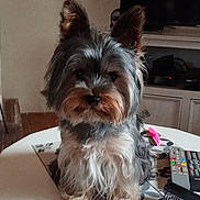 Alf participe au concours pour gagner de l'argent avec cette photo : dog, yorkshire_terrier, small_dog, pet, animal, fluffy, long_hair, gray_fur, brown_fur, standing, indoors, living_room, coffee_table, television, remote_control, hairbrush, furniture, portrait, cute, alert