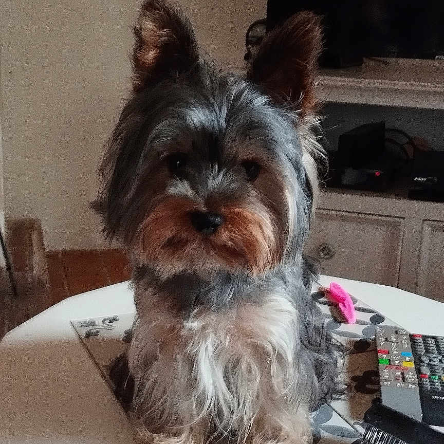 Alf participe au concours pour gagner de l'argent avec cette photo : dog, yorkshire_terrier, small_dog, pet, animal, fluffy, long_hair, gray_fur, brown_fur, standing, indoors, living_room, coffee_table, television, remote_control, hairbrush, furniture, portrait, cute, alert