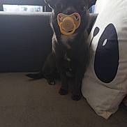 Azzaro participe au concours pour gagner de l'argent avec cette photo : dog, small_dog, pacifier, couch, indoor, pet, cute, black_dog, sitting, pillow, face_design, furniture, room, window, light, home, domestic_animal, animal, curious, ears