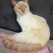 Suki is registered to the contest to win money with this photo: cat, cream_colored, blue_eyes, bedspread, patterned, indoor, feline, tufted_headboard, resting, pet, cozy, animal, domestic_cat, fur, whiskers, tail, cute, portrait, sitting, relaxed