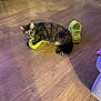 Macchiato is registered to the contest to win money with this photo: cat, tortoiseshell, indoor, wooden_floor, sandal, yellow, pet_bowl, furniture, flooring, playful, animal, domestic, claw, paw, resting, curious, household, pet, floor, relaxed