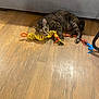 Macchiato is registered to the contest to win money with this photo: cat, tabby, rope_toy, wooden_floor, indoor, couch, pet, playful, animal, feline, relaxed, brown, orange, yellow, gray, home, floor, toy, laying, cute